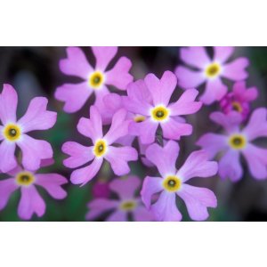 Blumen